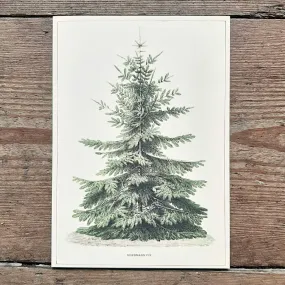 Single Christmas Card - Nordmann Fir