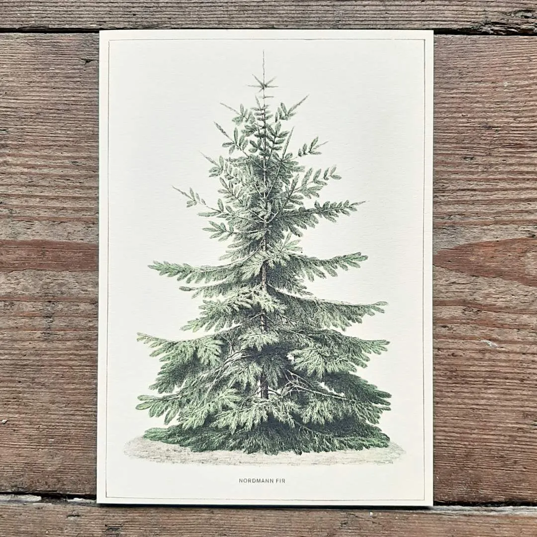 Single Christmas Card - Nordmann Fir